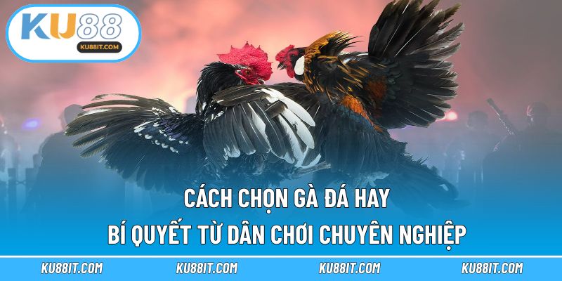 cách chọn gà đá hay