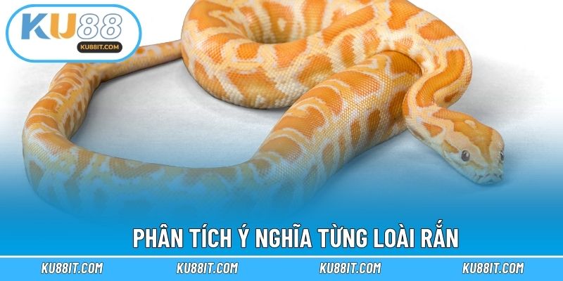 Phân tích ý nghĩa từng loài rắn